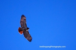 red tailed hawk JAW