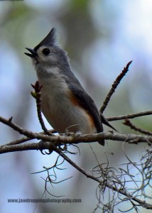 Singing Tufted Titmouse JawDroppingPhotography